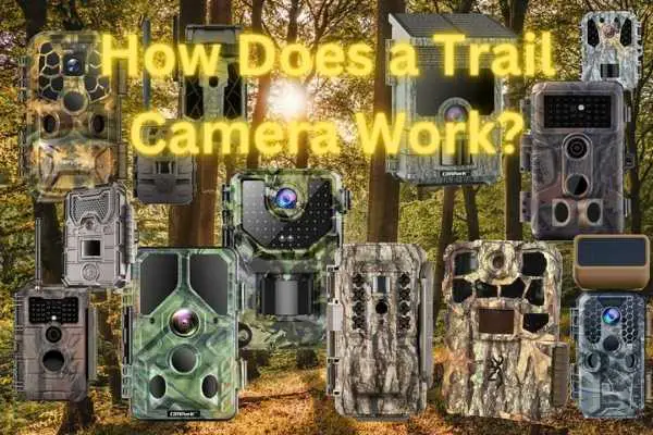 How Do Trail Cameras Work?