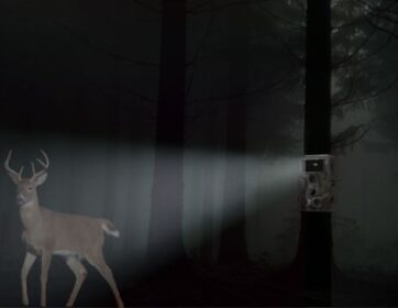 Do Trail Cameras Flash at Night? [What You Need to Know]