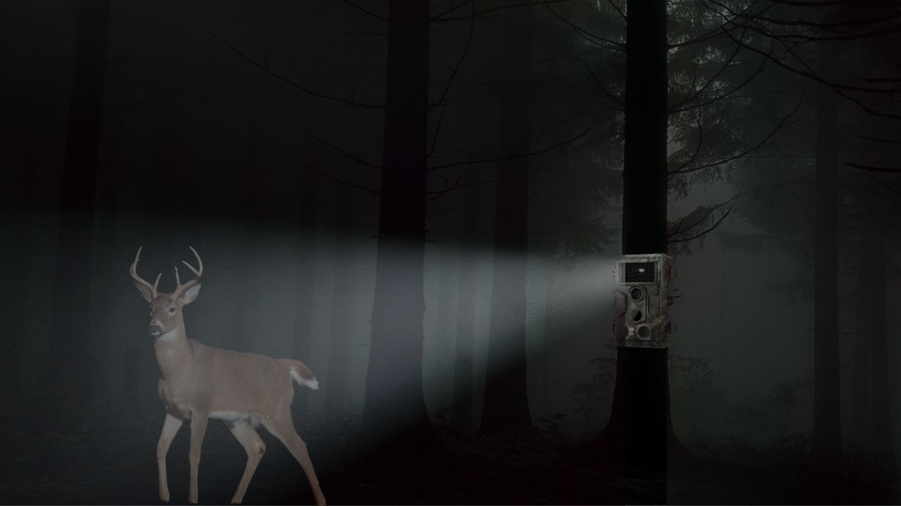 Do Trail Cameras Flash At Night? [What You Need To Know]