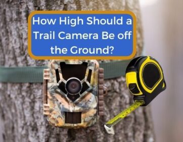 How High Should a Trail Camera Be off the Ground?